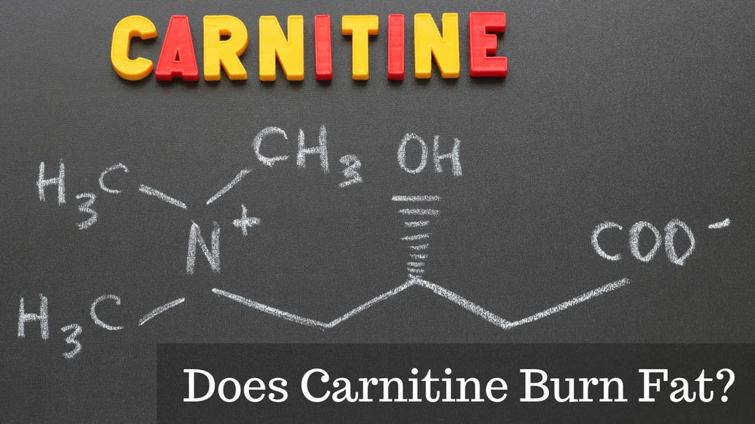 Does Carnitine Burn Fat?