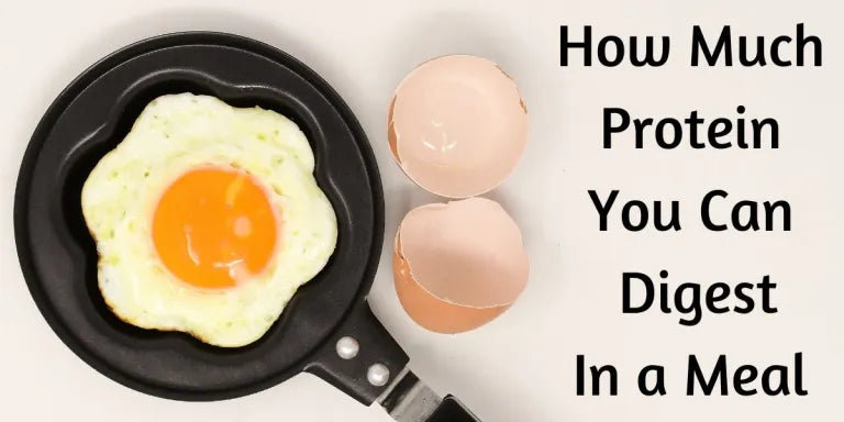 How Much Protein Can You Absorb In a Meal