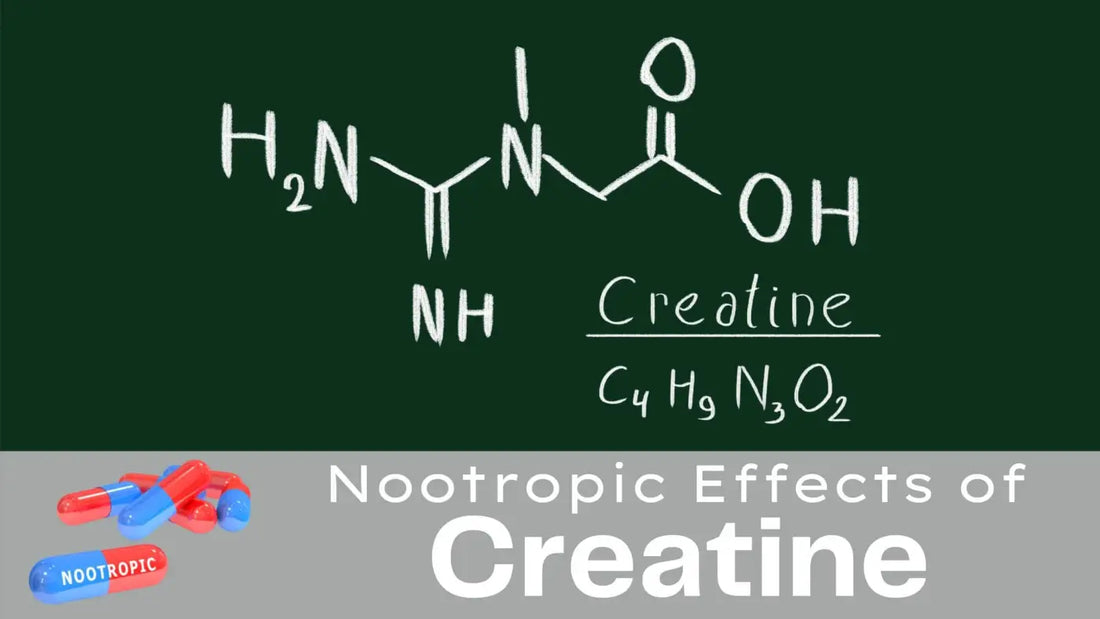 Nootropic Effects of Creatine