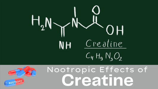 Nootropic Effects of Creatine